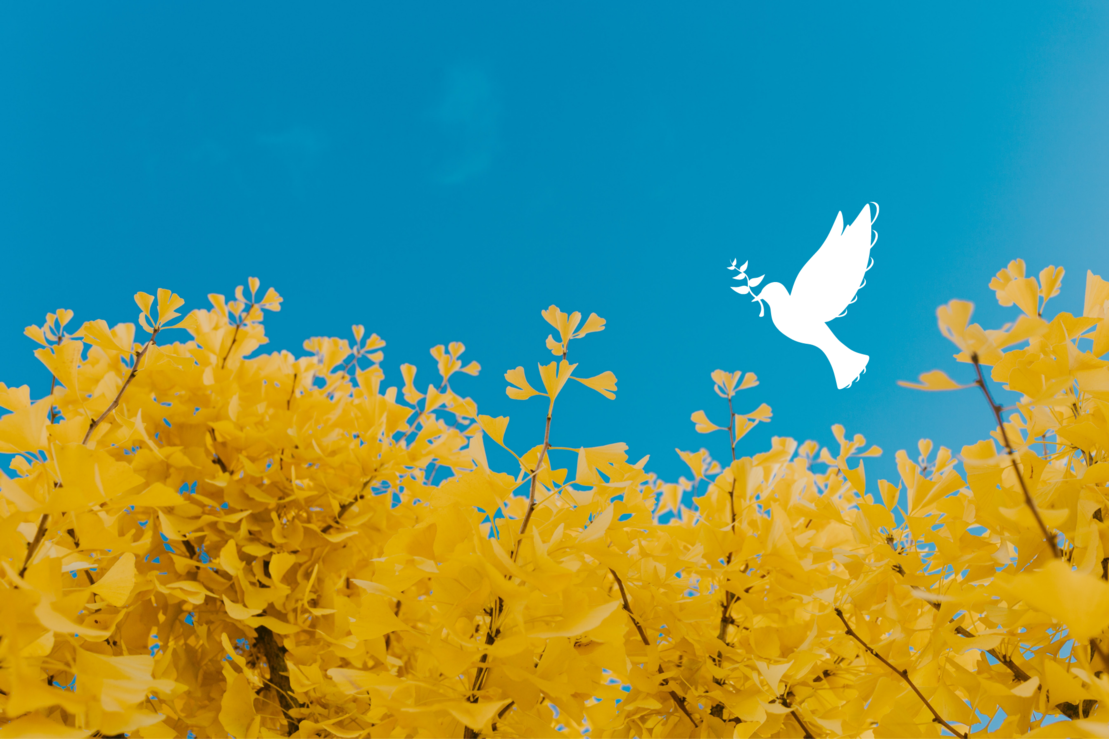 Weiße Friedenstaube fliegt vor Hintergrund in den Farben der ukrainischen Flagge